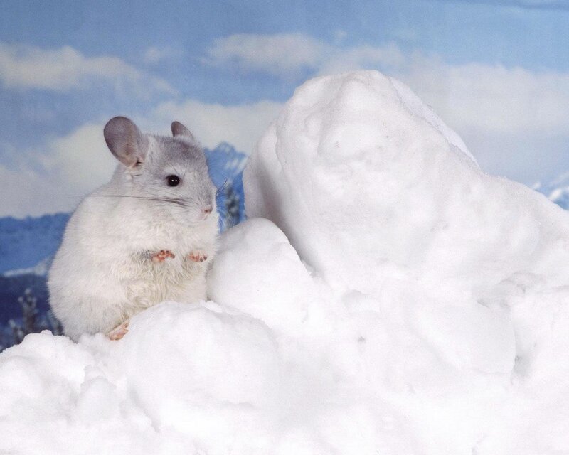 Chinchilla in Snow