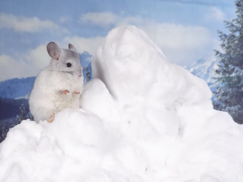 chinchilla in snowy landscape