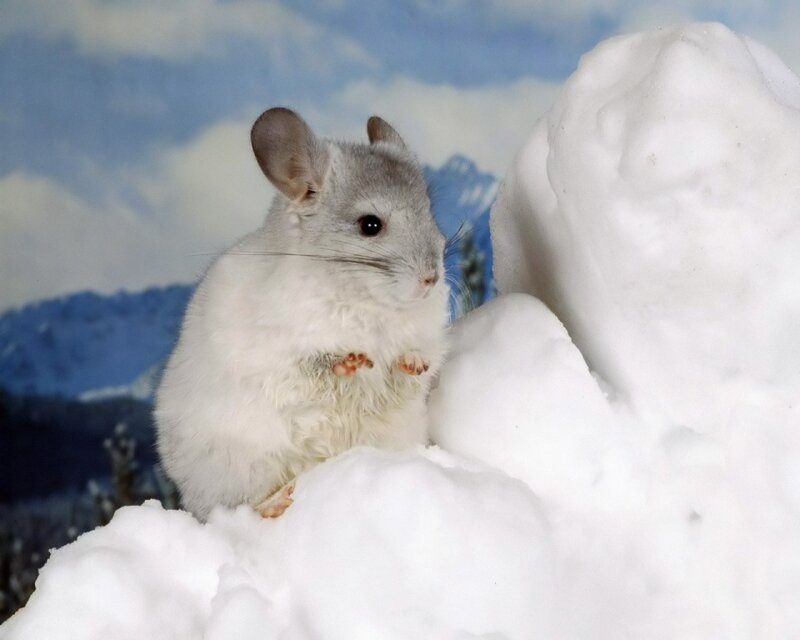 chinchilla in snowy scene