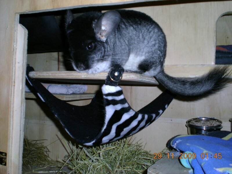 Chinchilla in wooden enclosure
