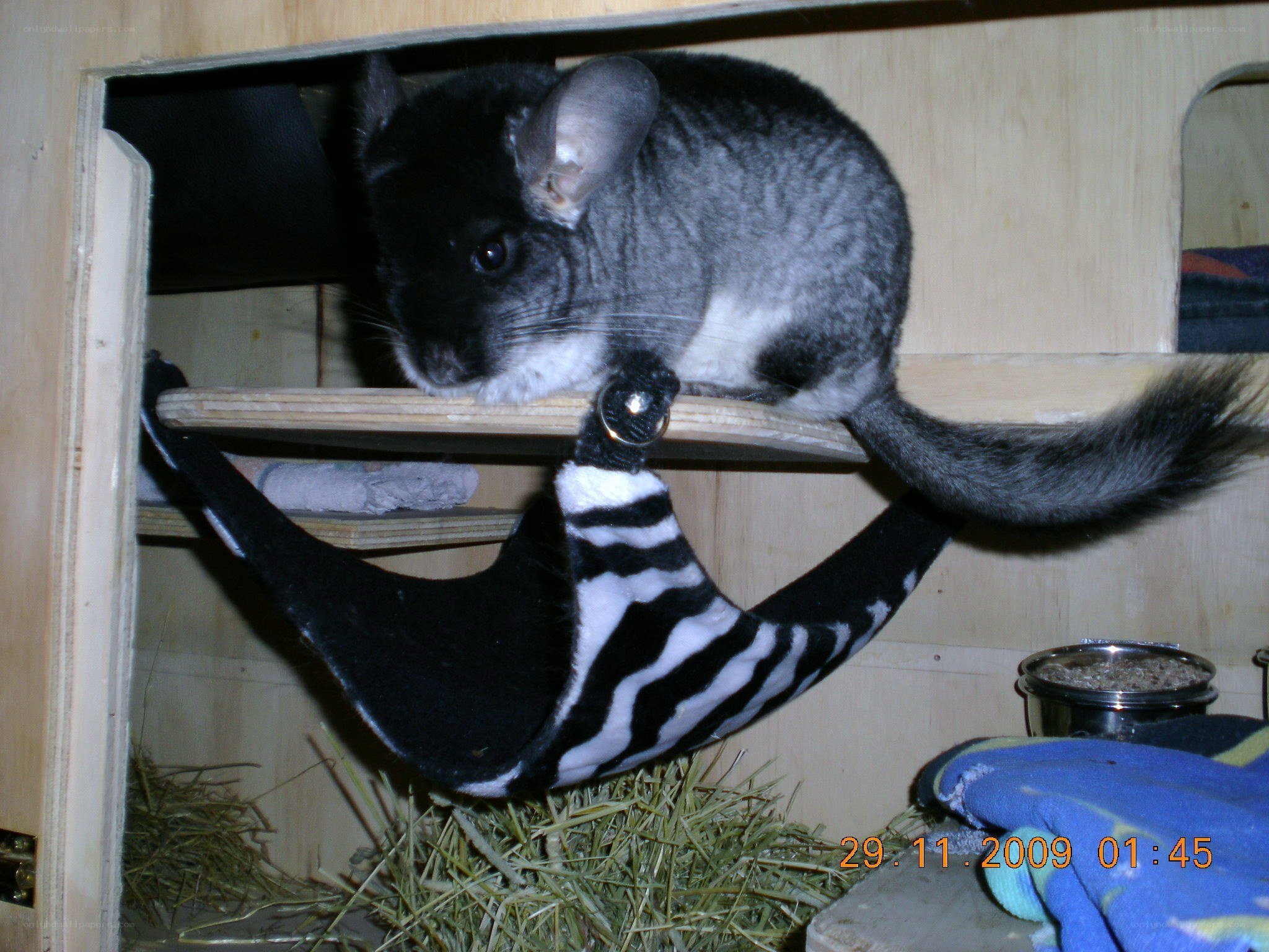Chinchilla in wooden enclosure