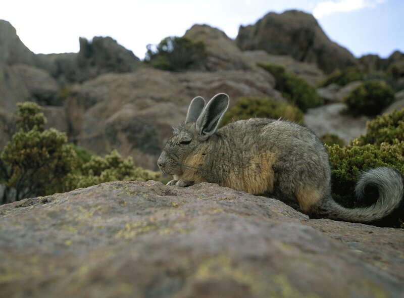 Chinchilla on a Rock