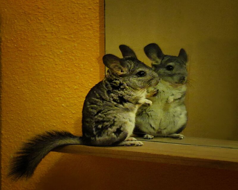 Chinchilla on a Shelf