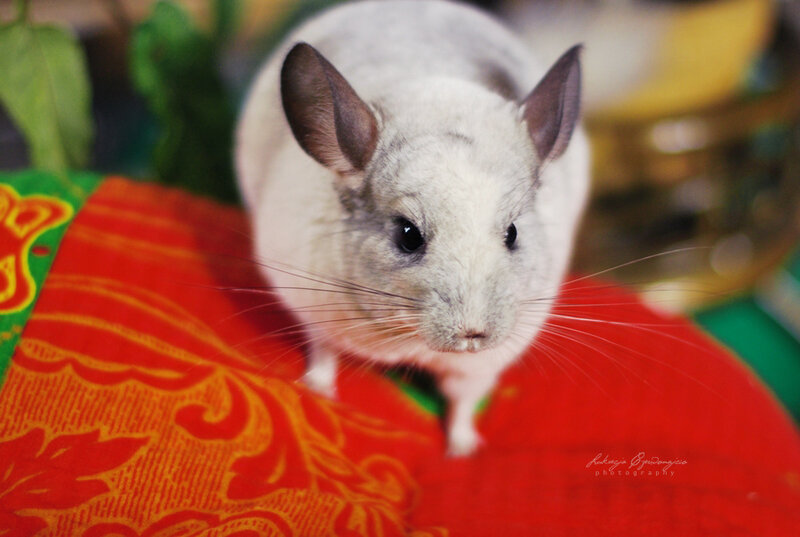 Chinchilla on Red Fabric