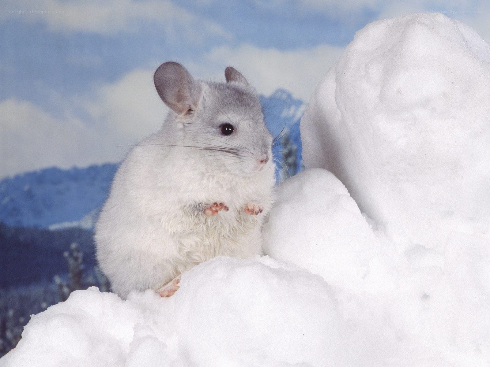 chinchilla on snow mound