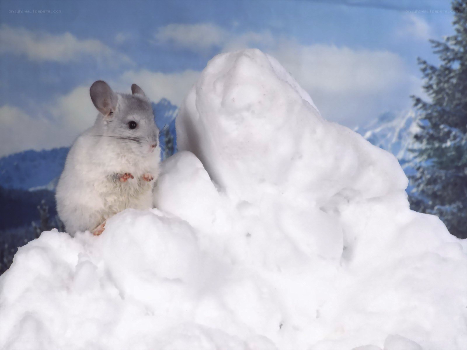 chinchilla on snow mound
