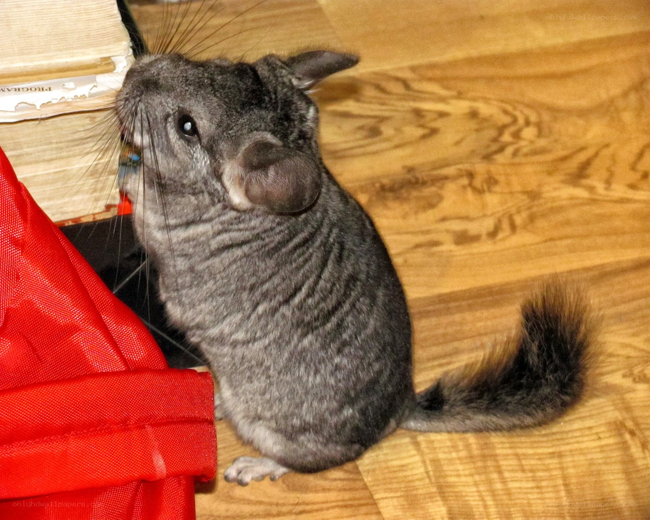Chinchilla on wooden floor