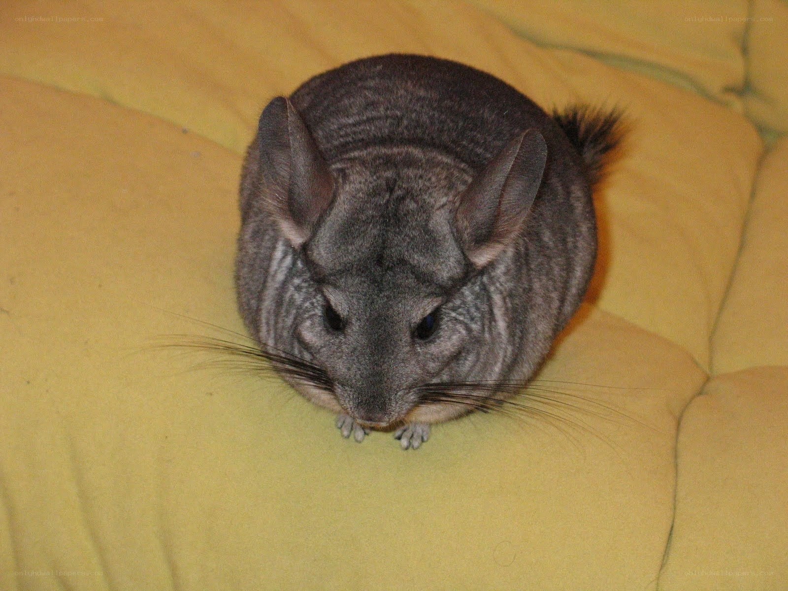 chinchilla on yellow cushion