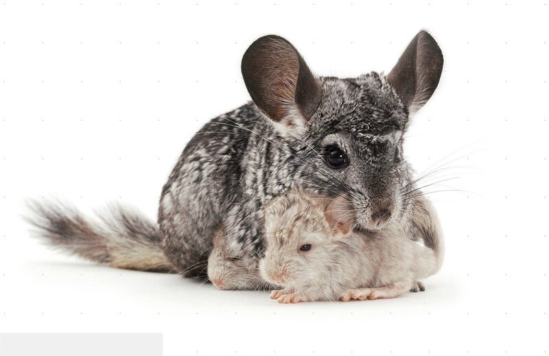 Chinchilla with Baby