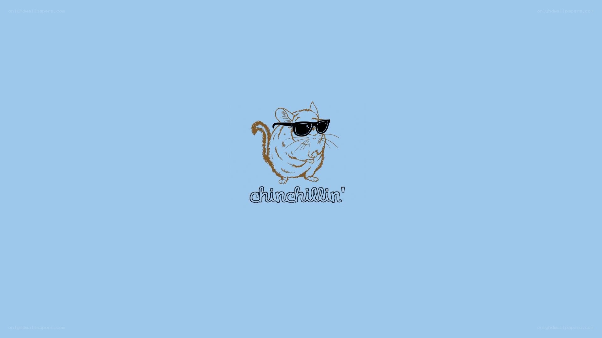 chinchilla with sunglasses