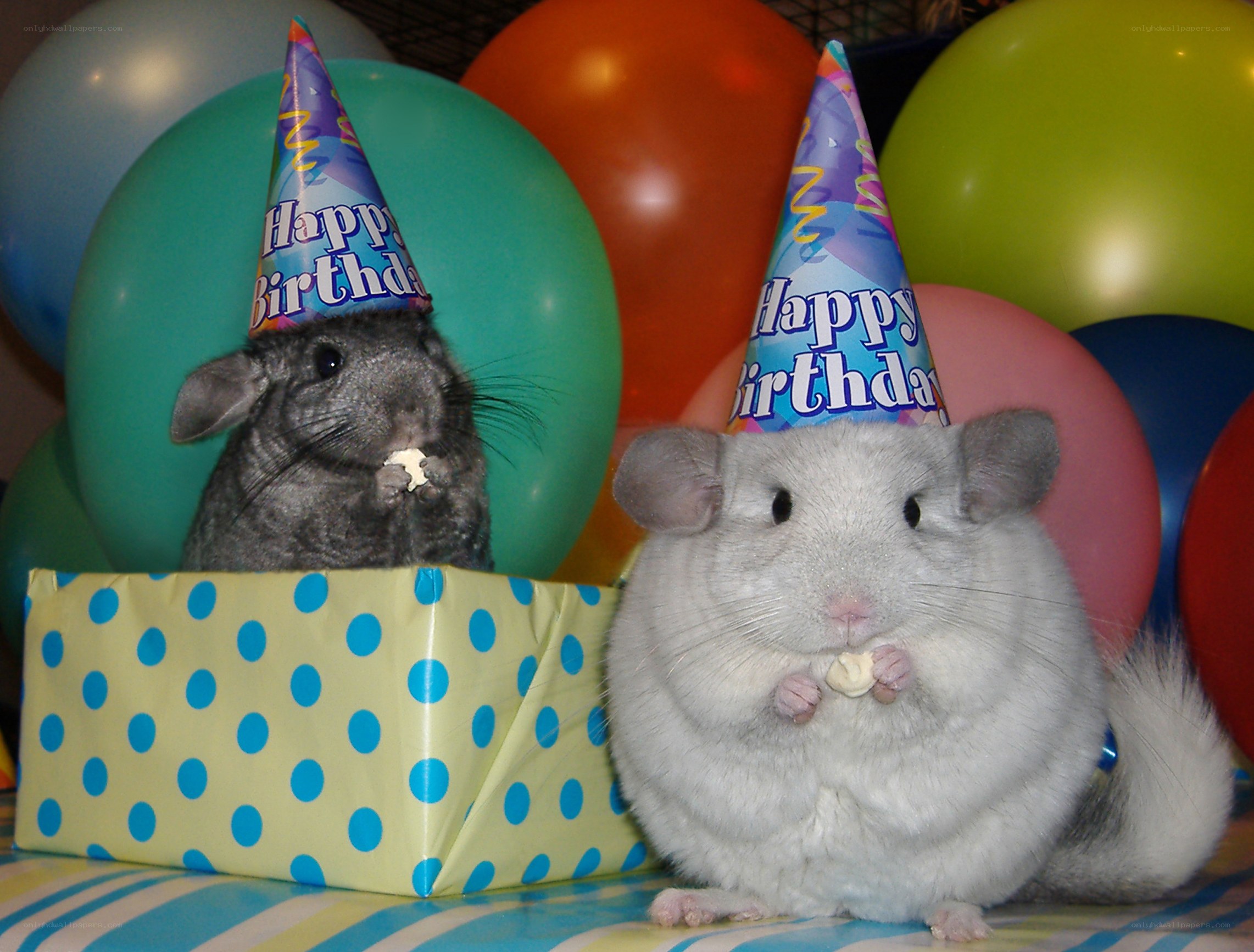 Chinchillas celebrating birthday