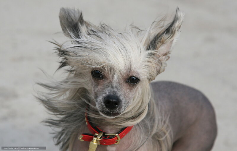 Chinese Crested Dog — Gray