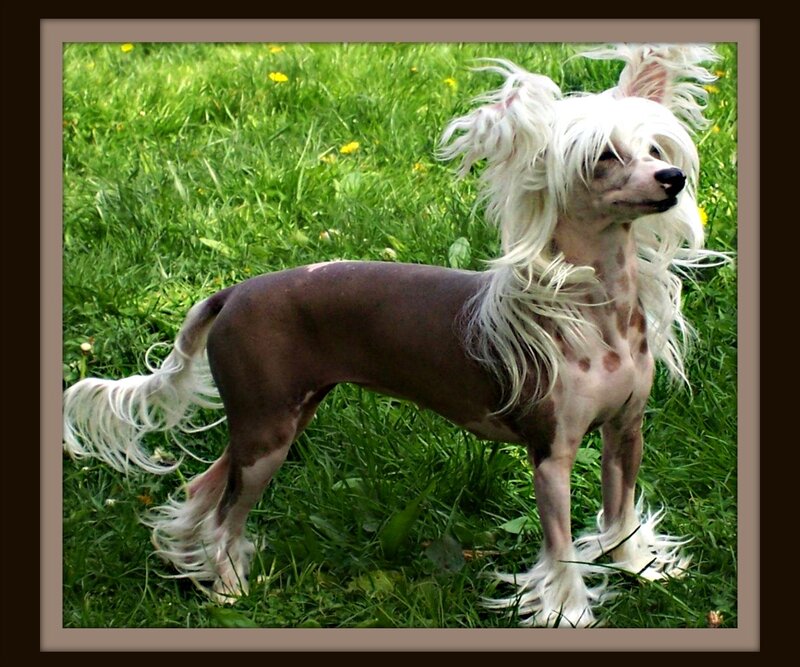 Chinese Crested Dog — Green