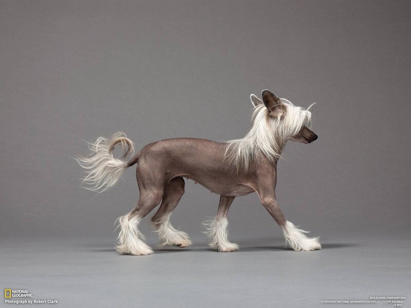 Chinese Crested dog in profile