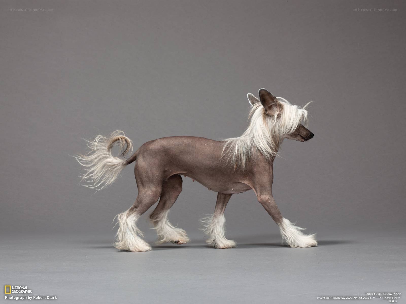 Chinese Crested dog in profile
