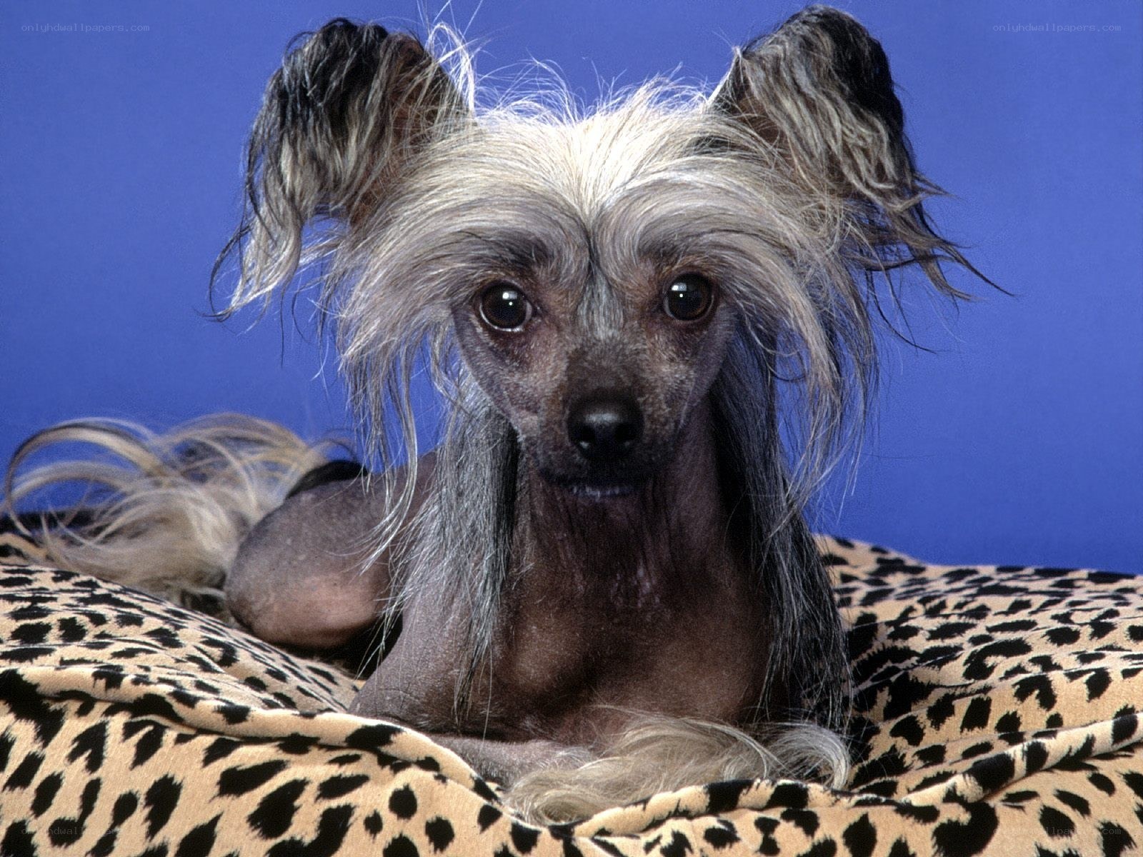 Chinese Crested dog on leopard print