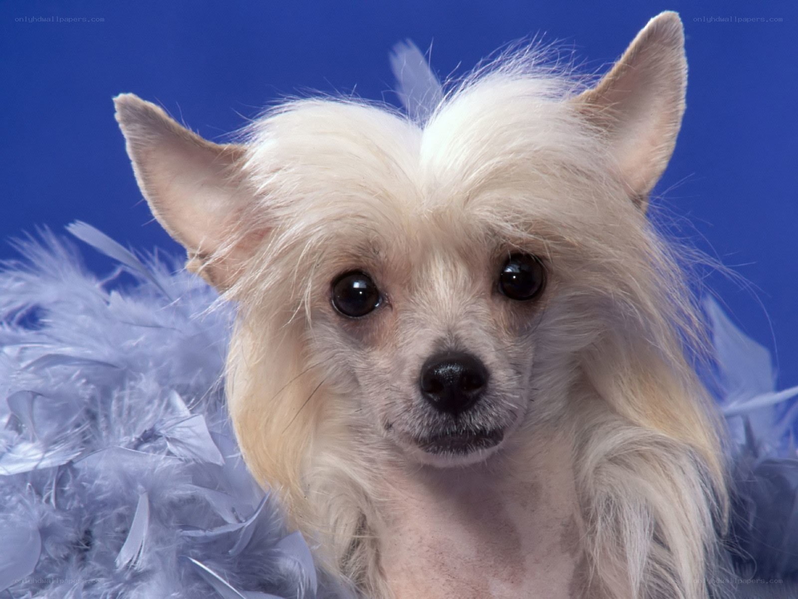 Chinese Crested dog portrait