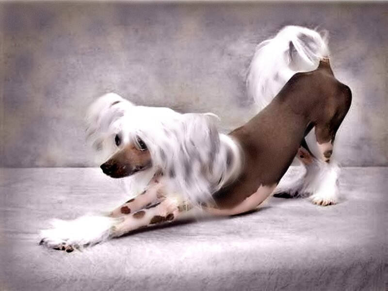 Chinese Crested Dog — White