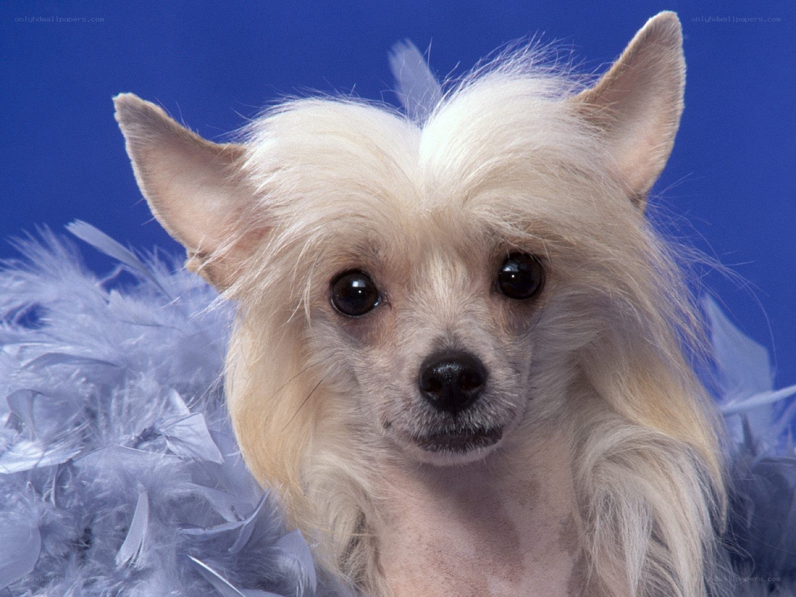 Chinese Crested dog with feathers