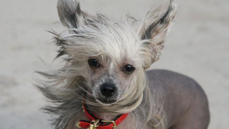 Chinese Crested dog with windblown hair