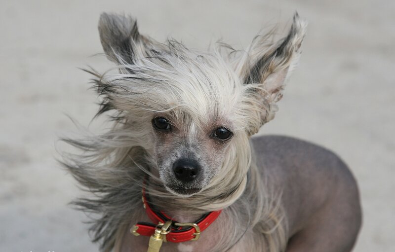 Chinese Crested dog with windblown hair