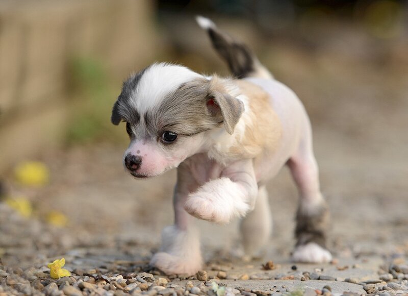Chinese Crested Puppy