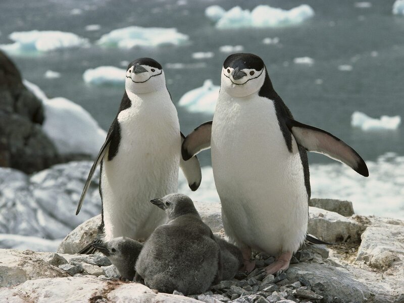 Chinstrap Penguin Family