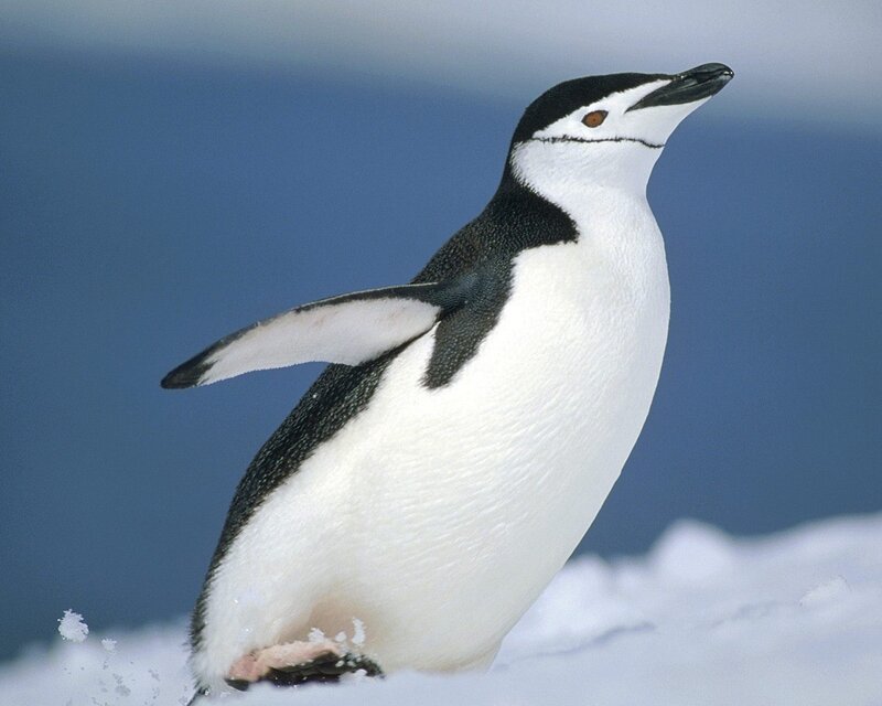 Chinstrap penguin on snow