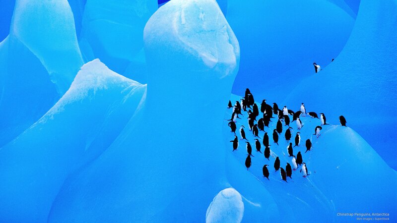 Chinstrap Penguins on Ice