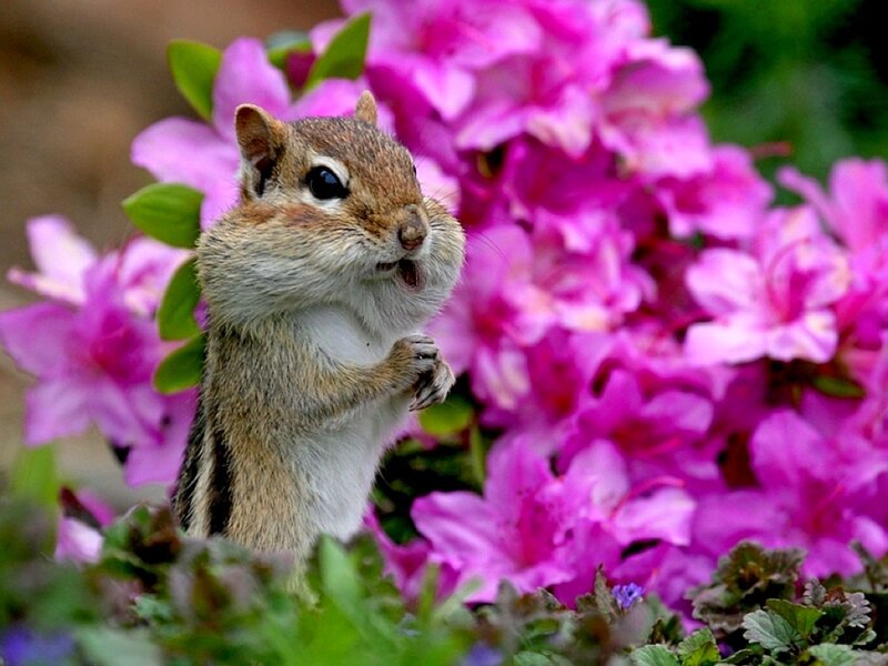 Chipmunk among pink flowers