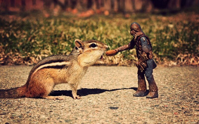 Chipmunk and Action Figure — Brown, Playful, Afternoon, Photograph, Action Figure