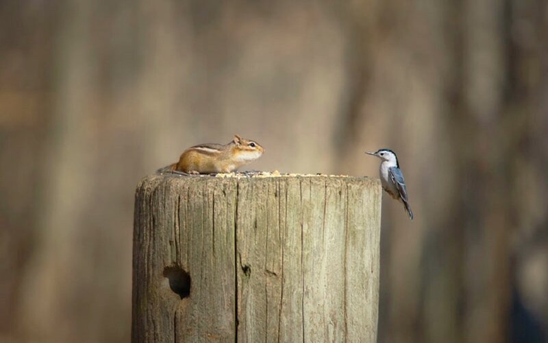 Chipmunk and Bird on Post