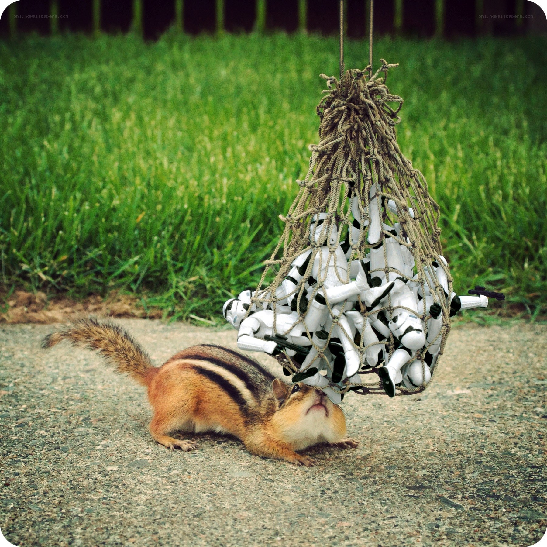 chipmunk and stormtrooper net