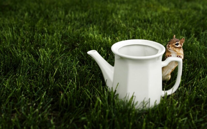 Chipmunk Behind Teapot