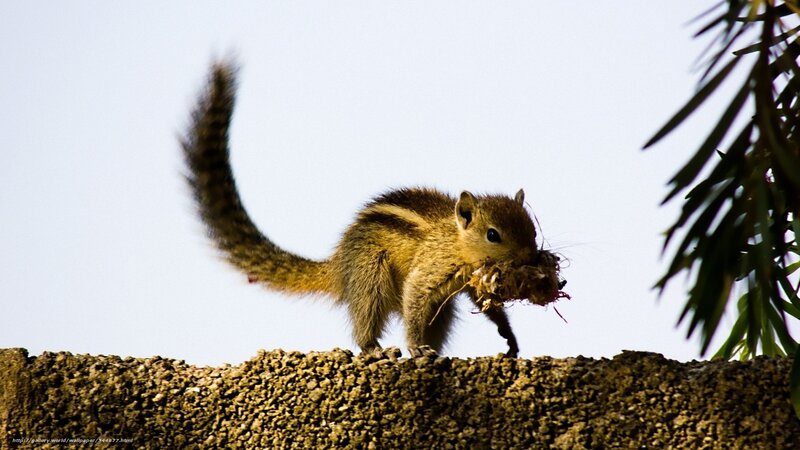 chipmunk carrying nesting material