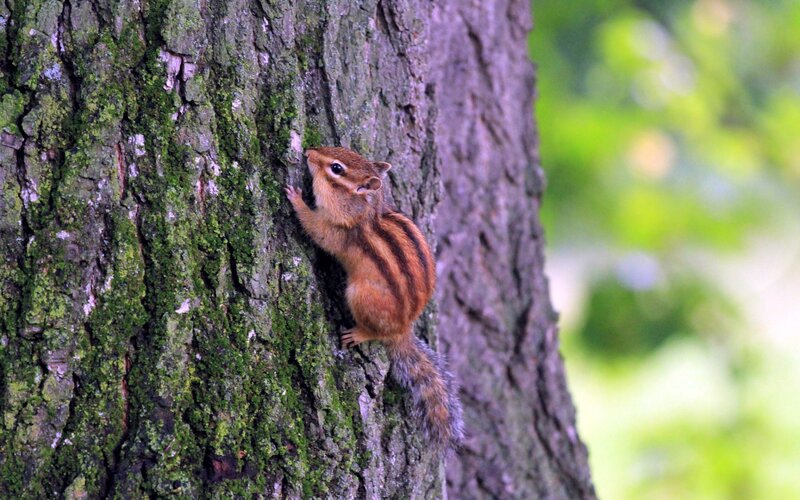 Chipmunk climbing tree