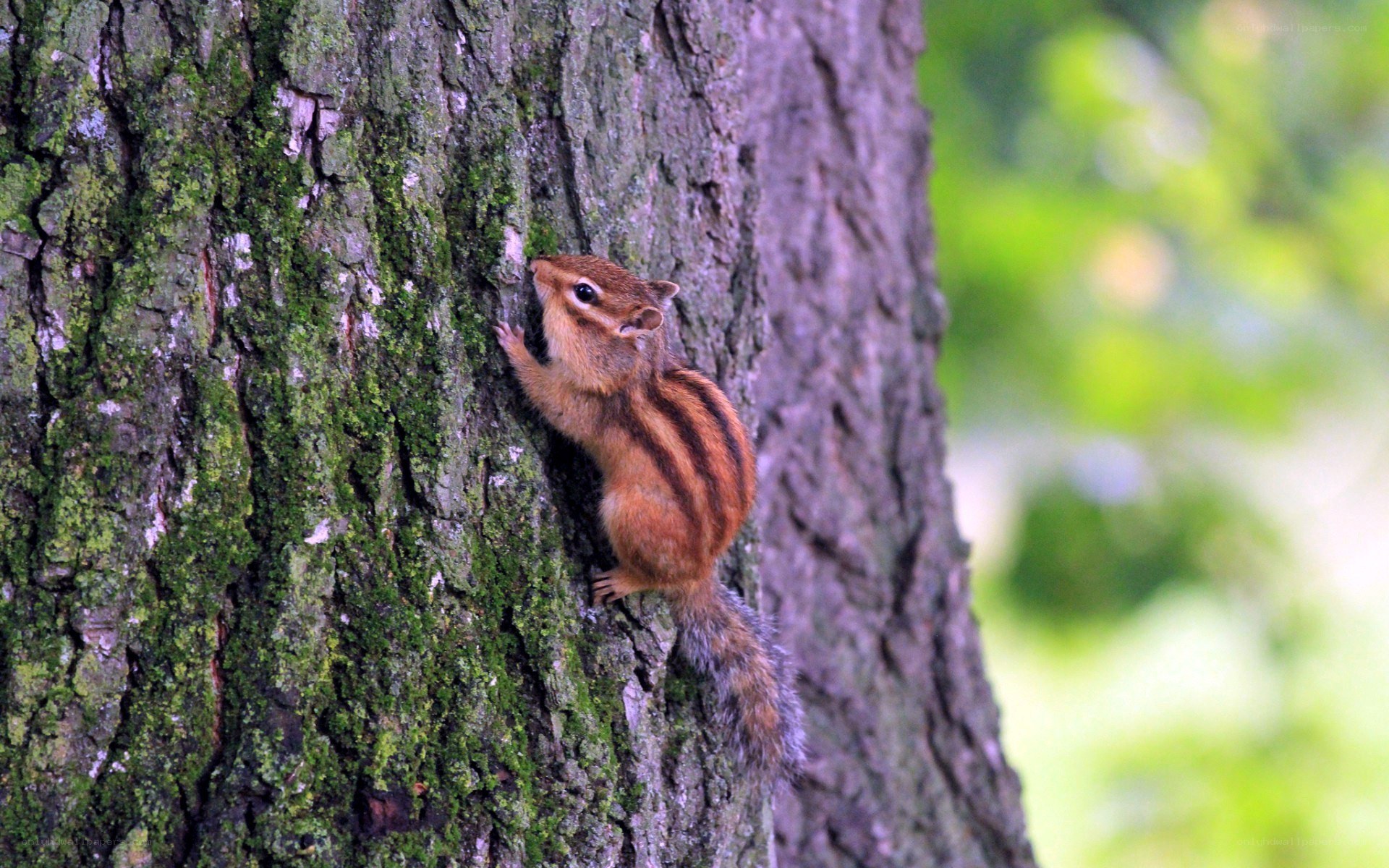 Chipmunk climbing tree