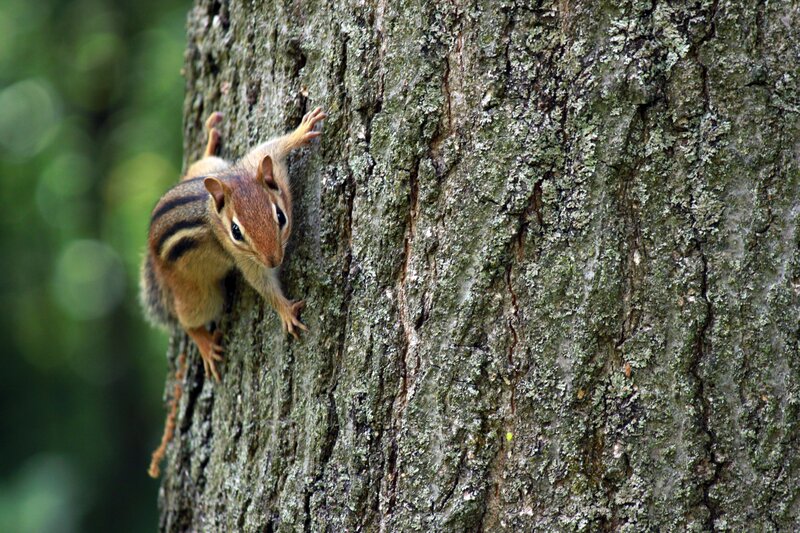 Chipmunk Climbing Tree — Brown