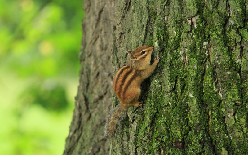 Chipmunk Climbing Tree — Green, Natural, Summer