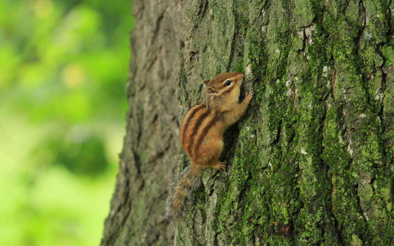 Chipmunk Climbing Tree — Green, Natural