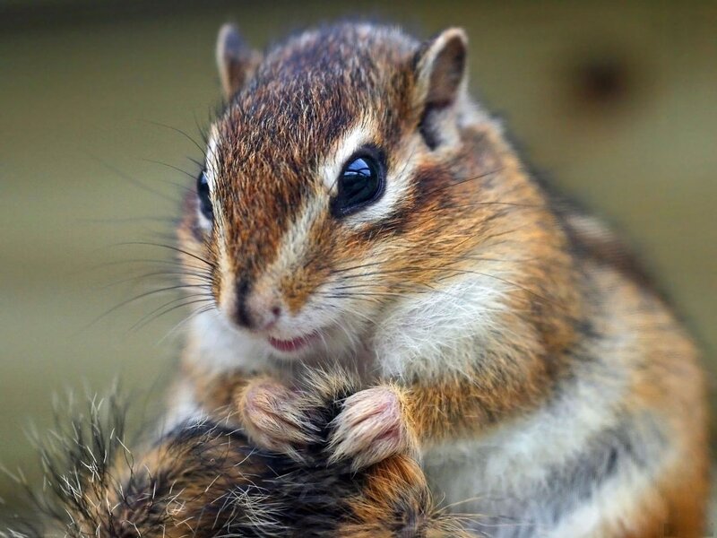 Chipmunk Close-up