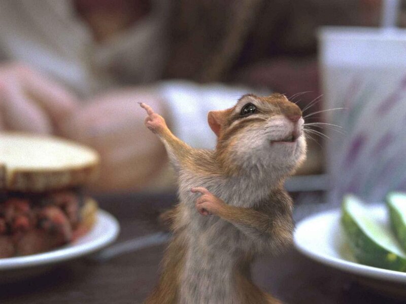 Chipmunk dancing at table