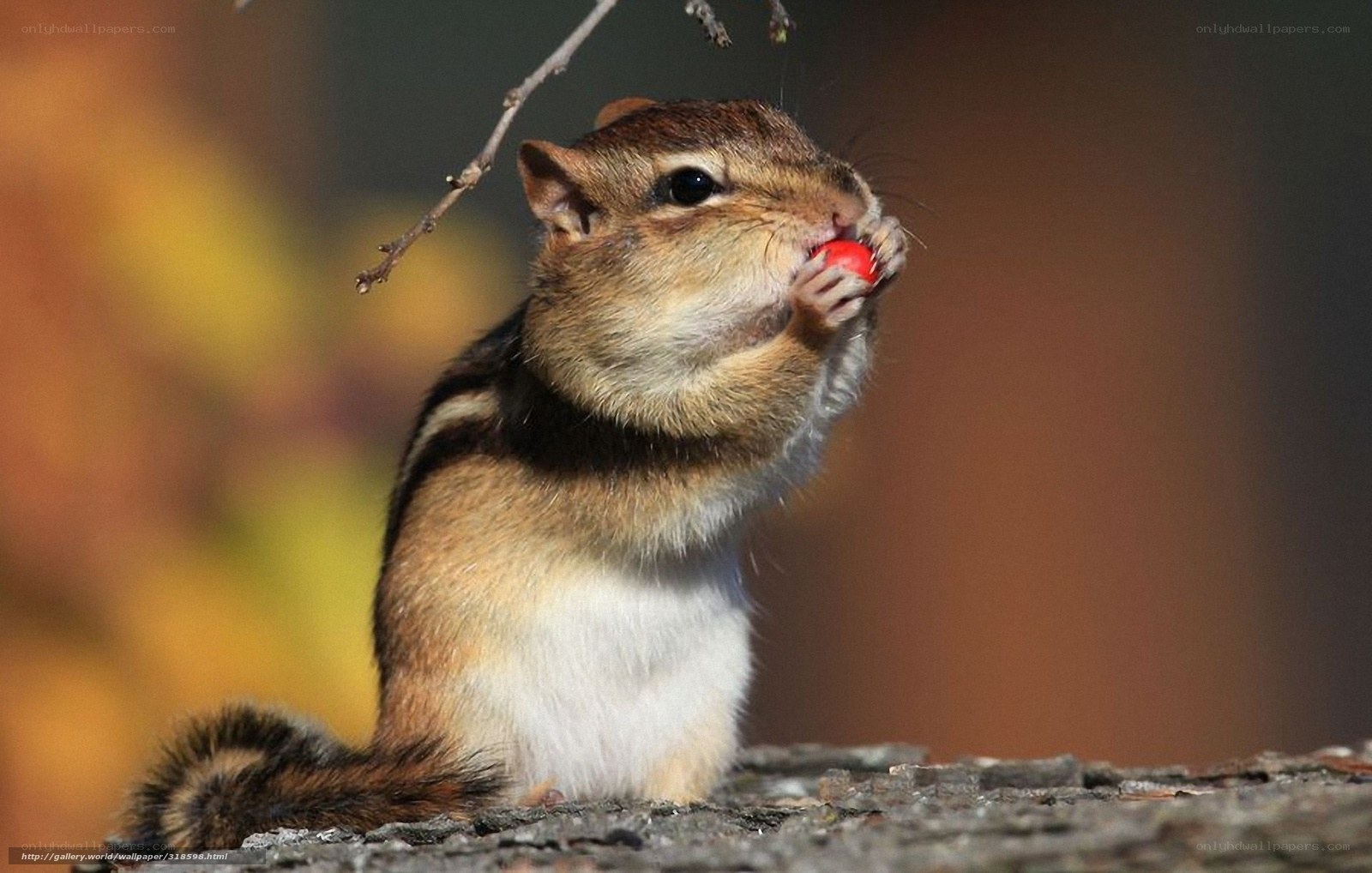 Chipmunk eating a berry
