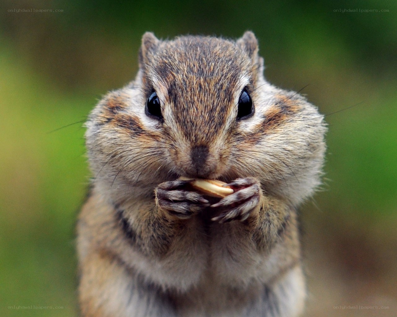 chipmunk eating a nut