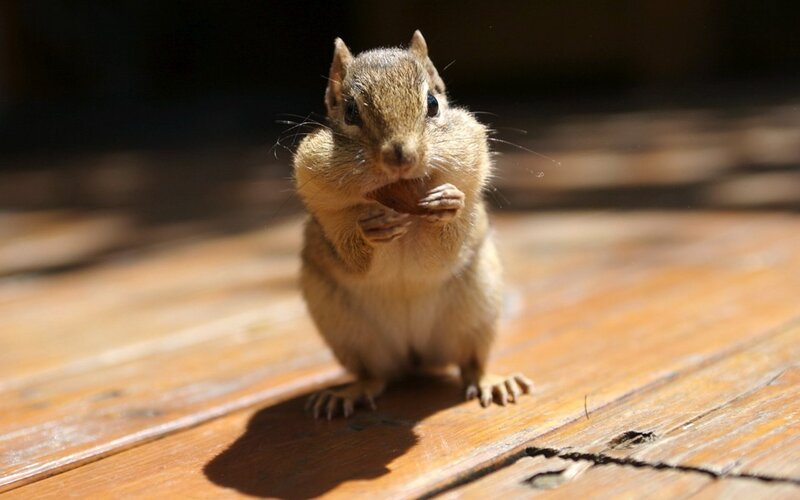 Chipmunk eating a nut
