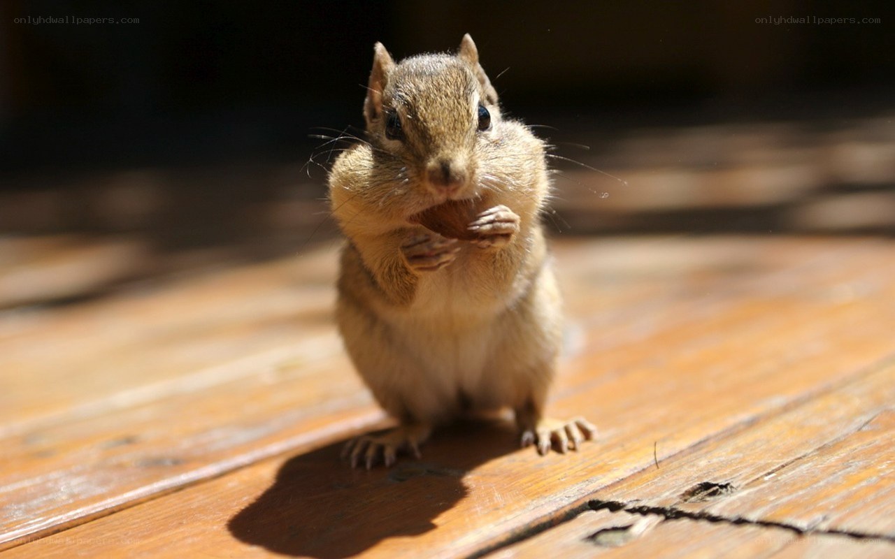Chipmunk eating a nut