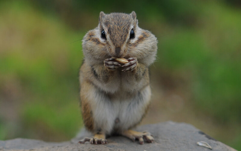 chipmunk eating a nut
