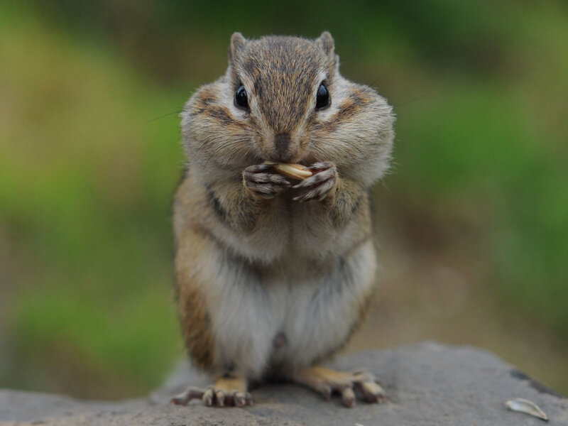 chipmunk eating a nut