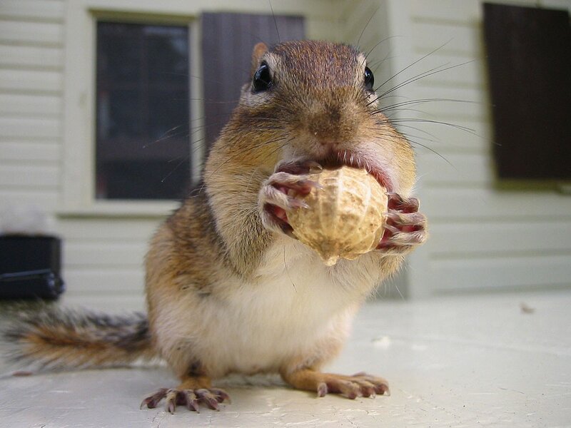 Chipmunk eating a peanut