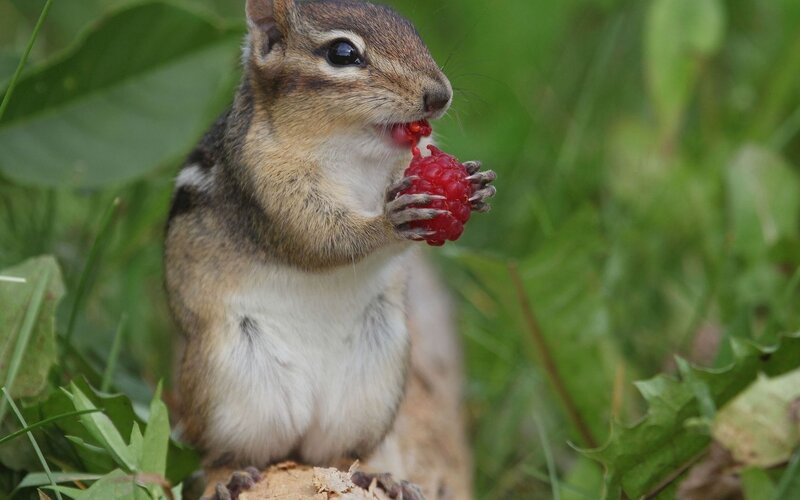 Chipmunk eating a raspberry